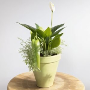 Skrzydłokwiat w doniczce i zielonym opakowaniu