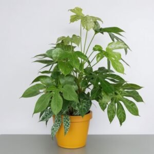 Fatsia w doniczce