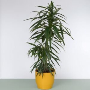 Ficus Ali (binnendijkii)