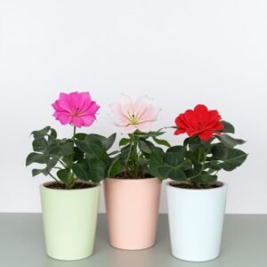 Mieszanka pelargonii (geranium)