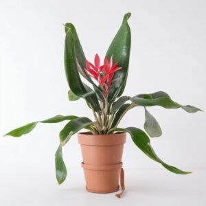 Echmea prążkowana w doniczce