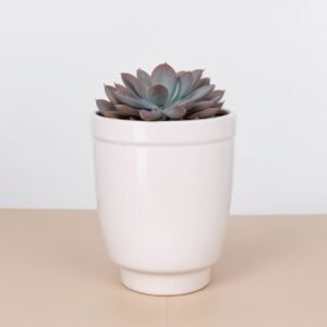 Mieszanka sukulentów w doniczce