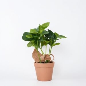 Kawa Arabica w dzbanku