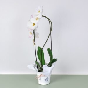 Storczyk Phalaenopsis arch w doniczce