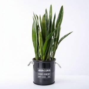 Sansevieria Moonshine w doniczce