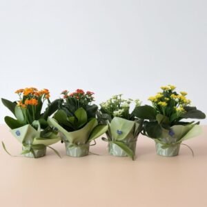 Kalanchoe w doniczce