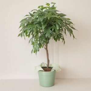 Ficus Benjamina Golden King w doniczce