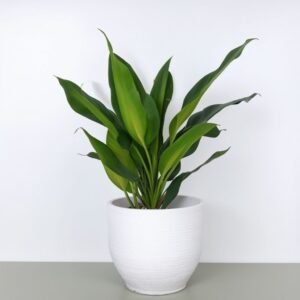 Dracena Burley w doniczce