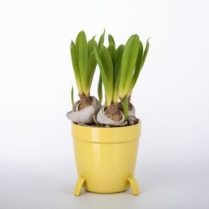 Hiacynt w doniczce ceramicznej