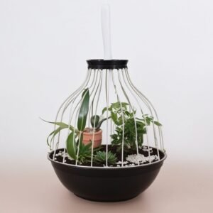 Kompozycja z roślinami "Złota Klatka"