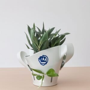 Ojciec Chrzestny Senecio w doniczce