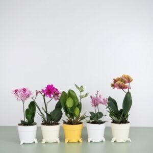 Storczyk drobnokwiatowy w doniczce