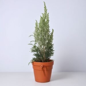 Kompozycja w doniczce "Zimowa Magia"