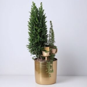 Zimowa kompozycja w doniczce