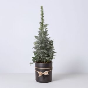 Choinka w doniczce pokryta śniegiem