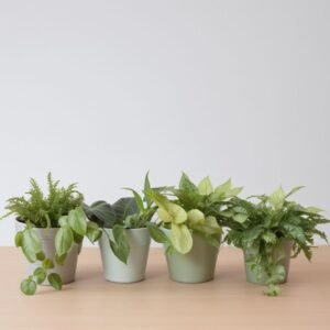 Pikantna mieszanka ziół w doniczce