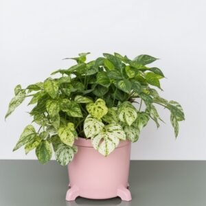 Tolmiea menziesii w doniczce