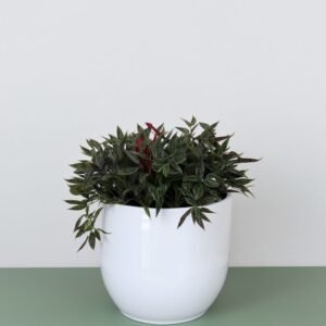 Rhipsalis baccifera ''Horrida'' w doniczce