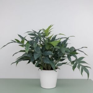 Phlebodium w doniczce