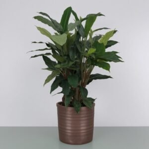 Mieszanka kalatei w doniczce