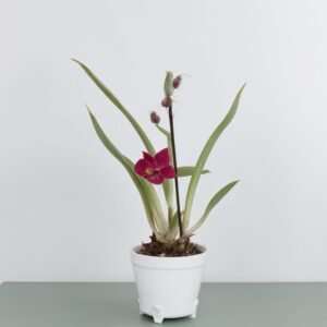 Storczyk Miltonia w doniczce