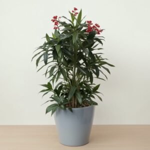 Oleander w doniczce