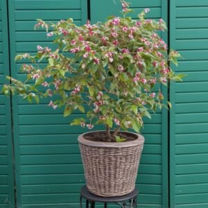 Bougainvillea "Vera deep purple" w doniczce