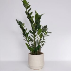 Zamioculcas w doniczce