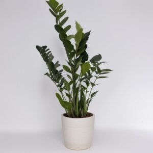 Zamioculcas Zamiofolia w doniczce
