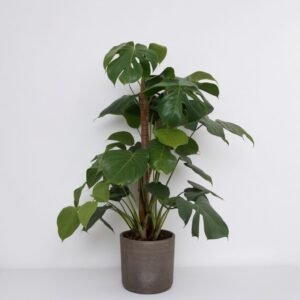 Monstera w doniczce w pudełku prezentowym