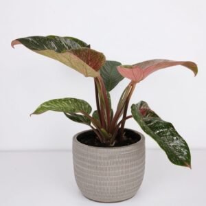 Mieszanka do filodendronów w doniczce