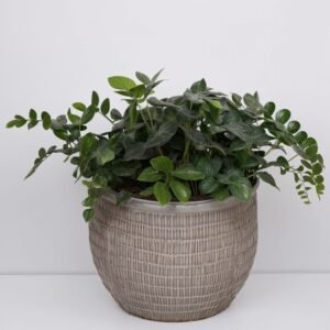 Pellaea rotundifolia w doniczce