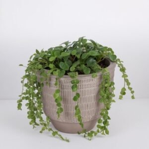 Senecio Rowley w doniczce