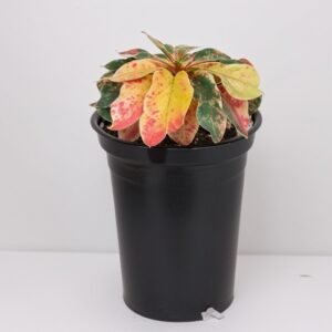 Gymnocalycium (Gymnocalycium variegated) w doniczce