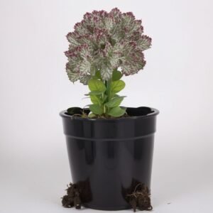 Euphorbia w doniczce