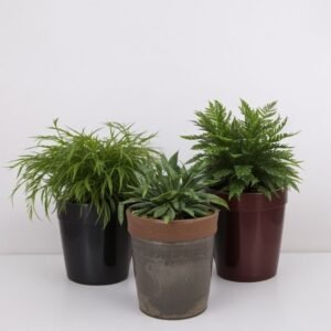 Rhipsalis w doniczce