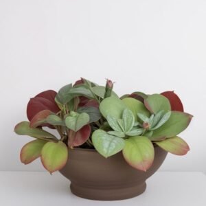 Kalanchoe Thyrsiflora w doniczce