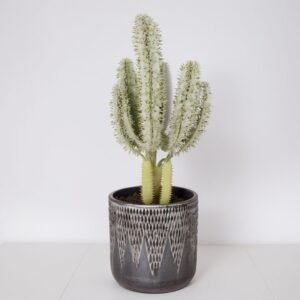 Euphorbia w doniczce