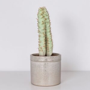 Euphorbia w doniczce