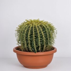 Echinocactus grusonii w doniczce