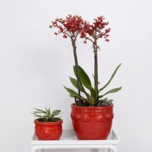 Zestaw roślinny "Wykwintne połączenie"