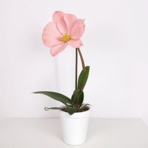 Kwiat storczyka Phalaenopsis w doniczce