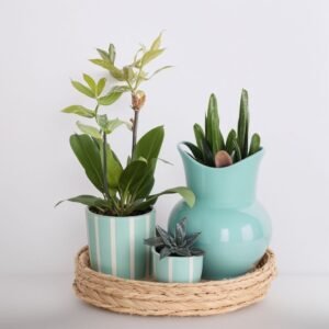 Zestaw roślin "Zielona Harmonia"