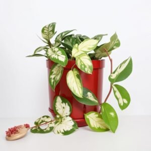 Hoya carnosa w doniczce