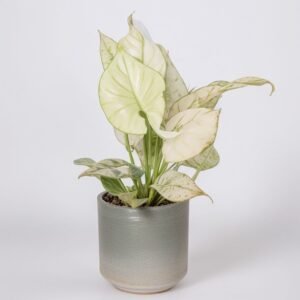 Aglaonema biała Joy w doniczce