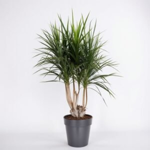 Dracaena Marginata Vertakt w doniczce