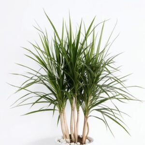 Aglaonema Crete w doniczce