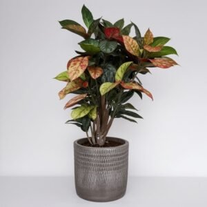 Codiaeum L. w doniczce