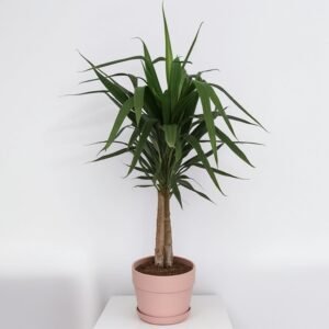 Jukka (Yucca Elephantipes) w doniczce