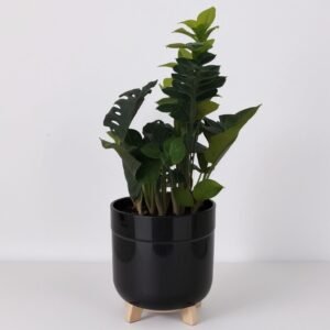 Zamioculcas Zenzi w doniczce